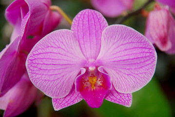 Fototapeta na wymiar close-up of pink orchid