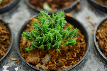 Beautiful cactus flower .cactus close up