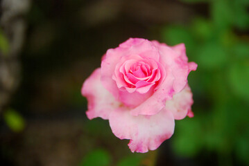 pink rose in garden