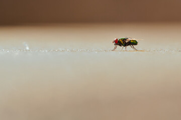 Closeup shot of a green blowfly on a blurred background