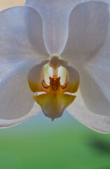 Vertical shot of a Moth orchid flower on a blurred background