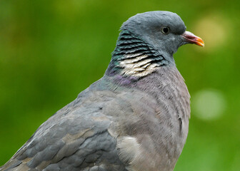 Wood Pigeon