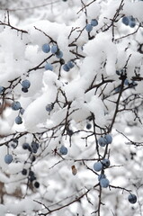 
Sparsely growing blackthorn berries under the snow.