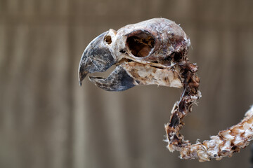 Australian Cockatoo skull and part of vertebrae