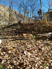 autumn in the forest