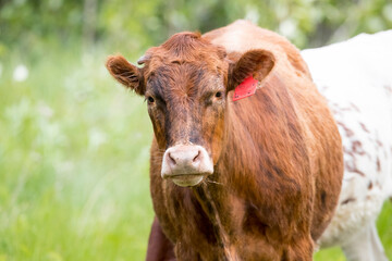 Beef Cattle. A close up of a beef cow. 