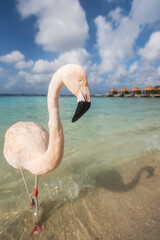 A flamingo posing along the turquoise waters of the Caribbean Sea on the beach at Flamingo Island.