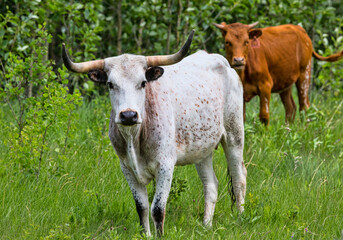 Naklejka na ściany i meble Beef Cattle. A beef cow in a farm field. Taken in Alberta, Canada