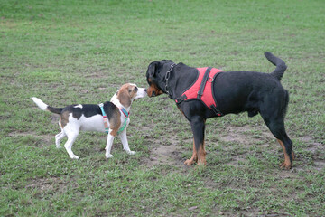 Rottweiler and Beagle dog meet and get to know each other at the dog park.