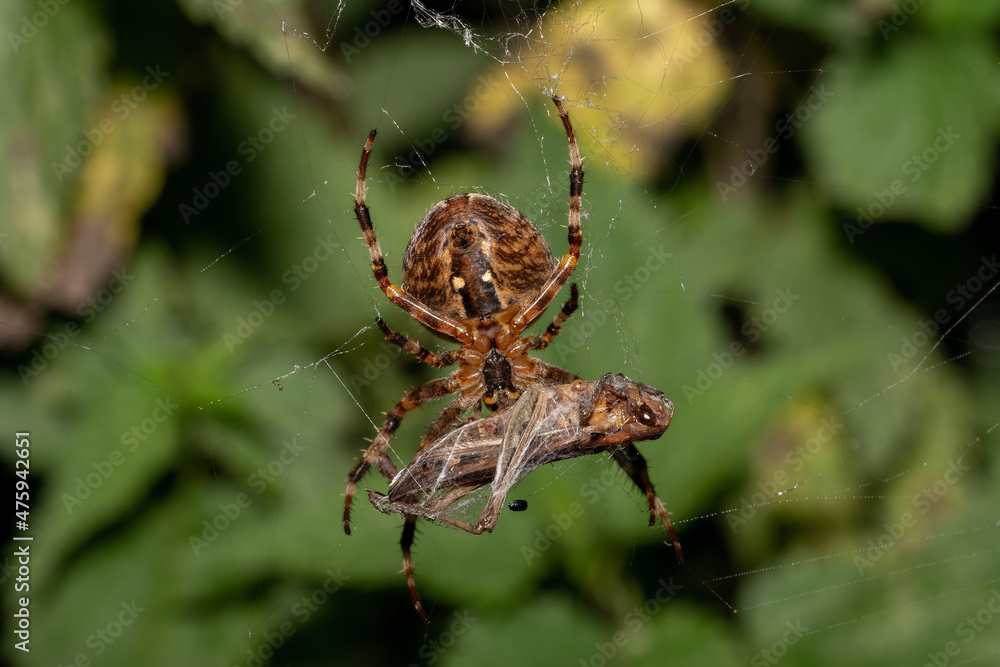 Poster closeup shot of a spider caught an insect and weaving on a cobweb