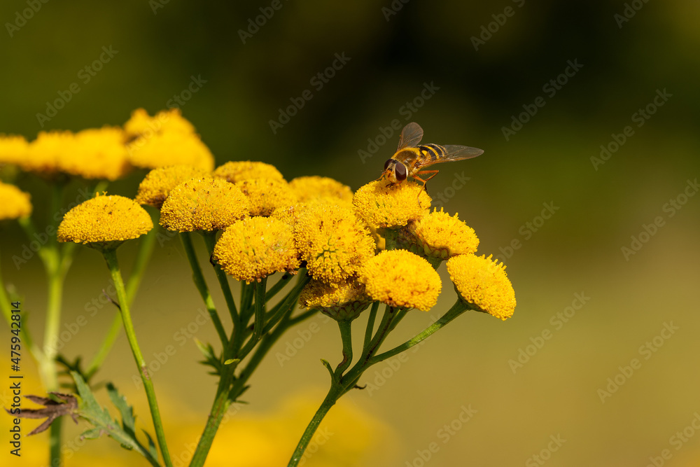 Poster Selective focus shot of a bee sitting on a flower and collecting nectar