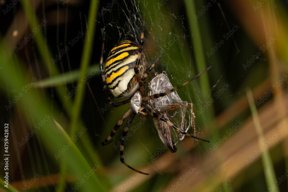 Sticker Closeup shot of a spider caught an insect and weaving on a cobweb