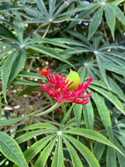 Jatropha dissected (Latin Jatropha multifida) in the Ein Gedi Botanical Garden