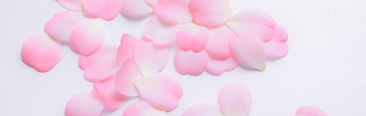 Obraz premium ピンクの椿の花びら、白背景、ソフトフォーカス、ツバキの花びら