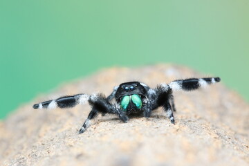 Phidippus regius male
