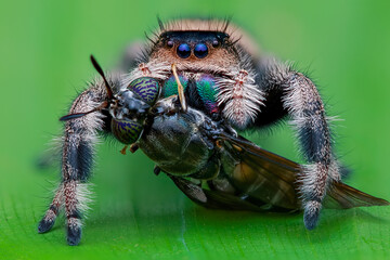 Phidippus Regius with prey