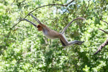 Gordijnen The proboscis monkey (Nasalis larvatus) or long-nosed monkey is a reddish-brown arboreal Old World monkey with an unusually large nose. It is endemic to the southeast Asian island of Borneo. © Yusnizam Yusof