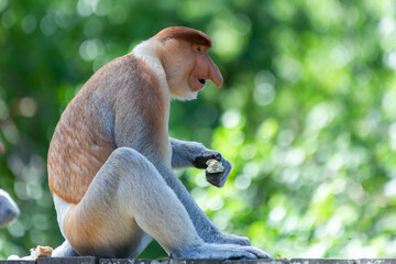 The proboscis monkey (Nasalis larvatus) or long-nosed monkey is a reddish-brown arboreal Old World monkey with an unusually large nose. It is endemic to the southeast Asian island of Borneo.
