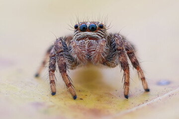 spider on a leaf