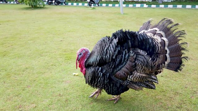A Beautiful clip of a Turkey with its feathers opened in India.