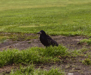 crow on the ground