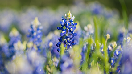 Blue Beauties of Texas