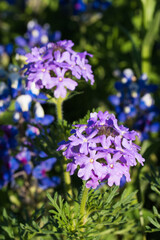 Obraz premium Prairie Verbena