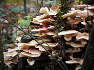 Group of autumn honey agarics grow on a tree in a forest