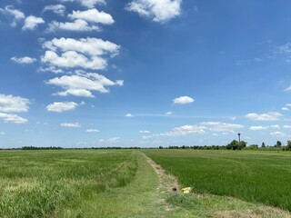 Fototapeta na wymiar green rice field in country Thailand