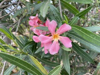 pink nerium oleander flower in nature garden