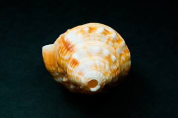 Florida fighting conch shell