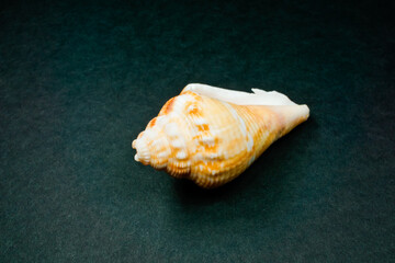 Florida fighting conch shell