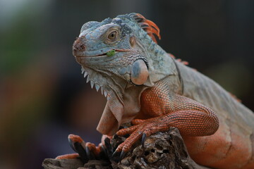 iguana on a tree