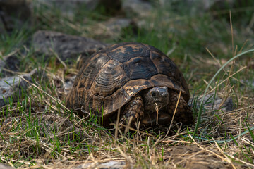 greek tortoise Testudo graeca in the wild