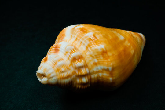 Florida Fighting Conch Shell