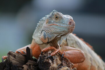 close up of a lizard