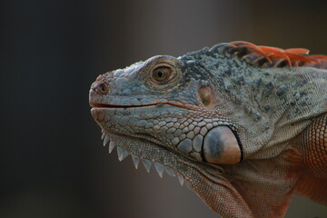 close up portrait of a lizard