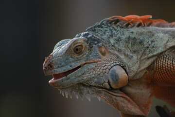 portrait of iguana