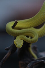 snake on a branch