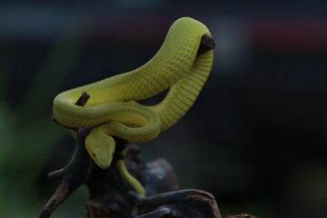 snake in a tree