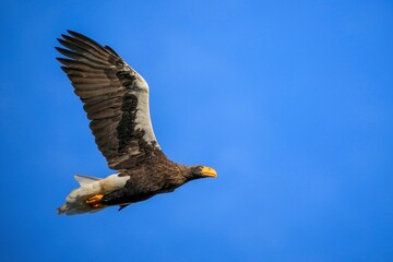 青空バックに悠然と飛ぶオオワシの飛翔シーン