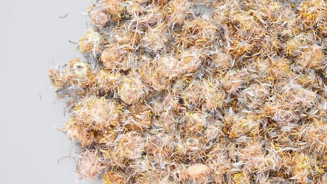 top pan herb XuanFuHua or Inulae Flos or Japanese Inula Flower