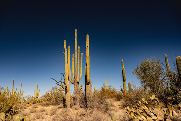 Tall Saguaro Cacti Stretch For The Sky With Birds Nest At The Top