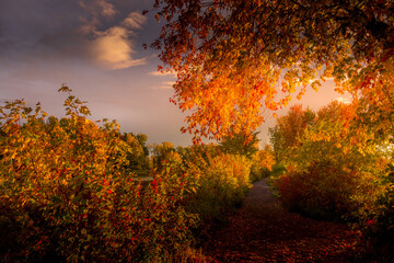 Colorful beautiful Autumn landscaping Ottawa Ontario Canada