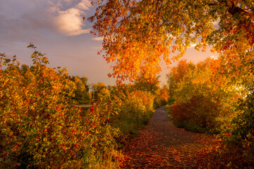 Colorful beautiful Autumn landscaping Ottawa Ontario Canada
