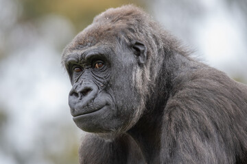 Female Western Low Land Gorilla