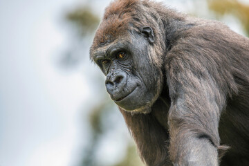 Female Western Low Land Gorilla