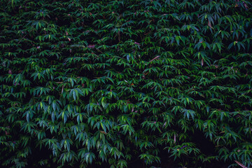 Tropical leaf background
