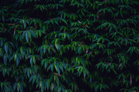 Tropical green leaves background © mamorshedalam
