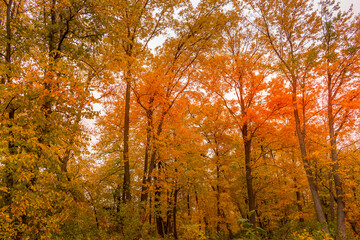 Fototapeta premium Colorful beautiful Autumn landscaping Ottawa Ontario Canada